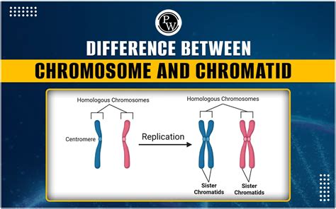 Difference Between Chromosome And Chromatid