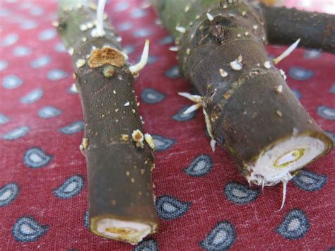 How to Clone and Grow a Fig Tree Fruit Bearing Trees, Fruit Trees, Fig ...