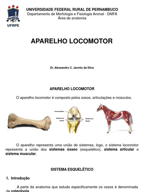 Anatomia Do Aparelho Locomotor - Anatomia do Aparelho Locomotor | PDF | Esqueleto | Osso