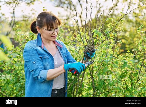 Pruning blackcurrant secateurs hi-res stock photography and images - Alamy