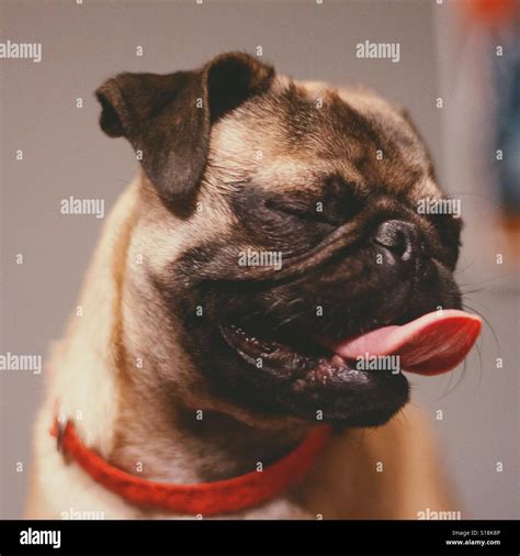 Pug smiling Stock Photo - Alamy