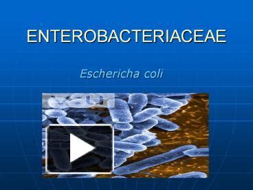 Ppt Enterobacteriaceae Powerpoint Presentation Free To View Id