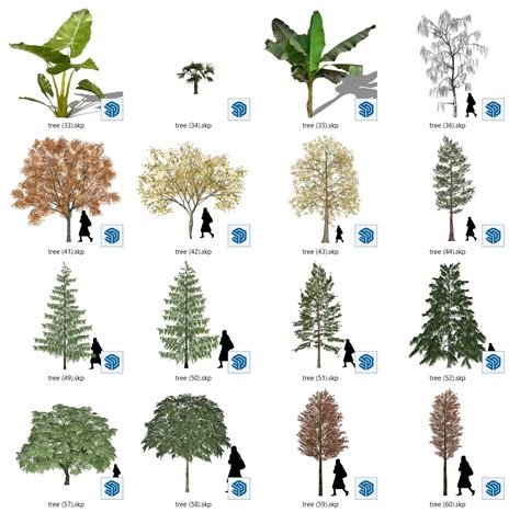 sketchup trees sketchup trees  shrubs