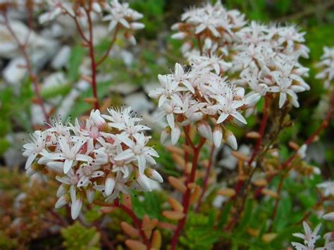 Очиток: виды сорта, фото | Сажаем Сад