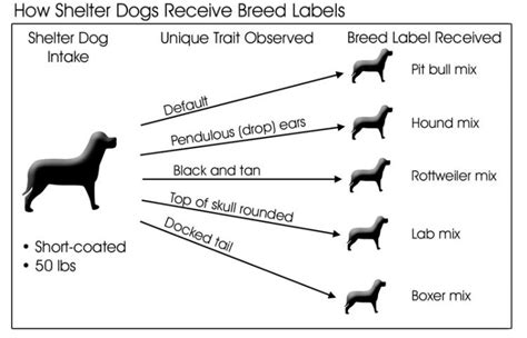 - What Is a Pit Bull?