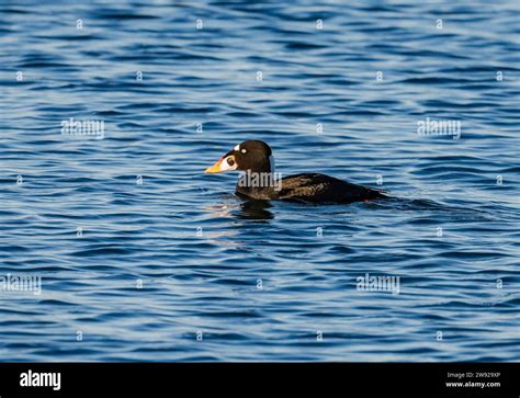 A Male Surf Scoter Melanitta Perspicillata Swimming In Water