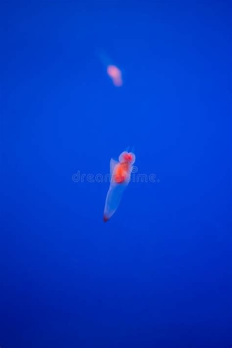 Naked Sea Butterfly Or Sea Angel Common Clione In Hokkaido Ja Stock Photo Image Of Angel