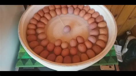 Инкубатор кварц. Инкубационный процесс день первый. Куры несушки. - YouTube