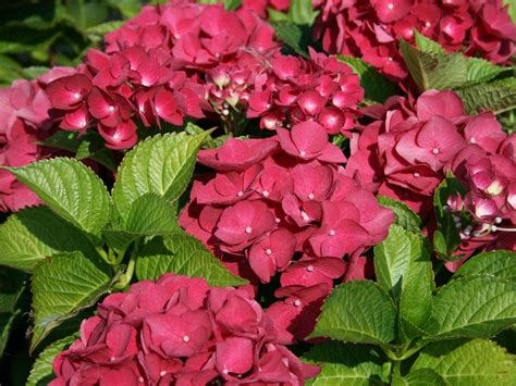 Ballhortensie Red Baron Hydrangea Macrophylla Red Baron