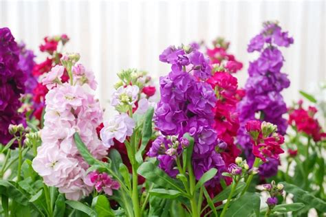 Matthiola Incana Flower Meaning Best Flower Site