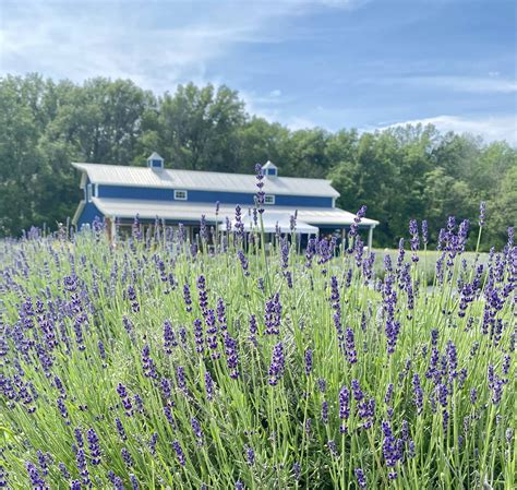 Visit Missouri's largest lavender farm in Centralia, MO | Battlefield