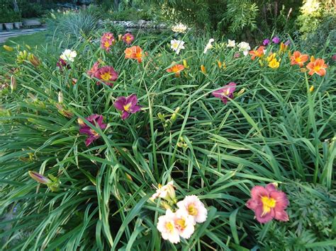 Лилейник на даче (76 фото) - красивые картинки и HD фото