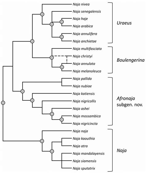 Schematic Representation Of The Phylogeny Of The Genus Naja Indicating