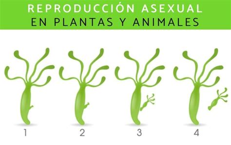 Reproducción Asexual Qué Es Características Tipos Y Ejemplos