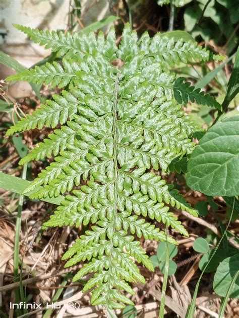 Infinix HOT Full Review Stylish Gaming On A Budget Unbox Diaries