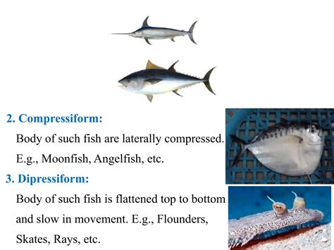 anatomy  fish morphology featurespdf