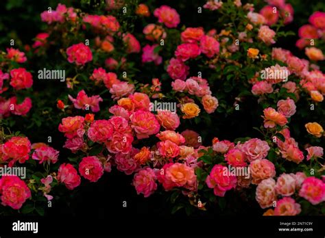 blooming beautiful pink roses  res stock photography  images alamy