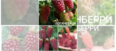 Ежемалина Тайбери и Логанберри купить в Омске | Товары для дома и дачи ...