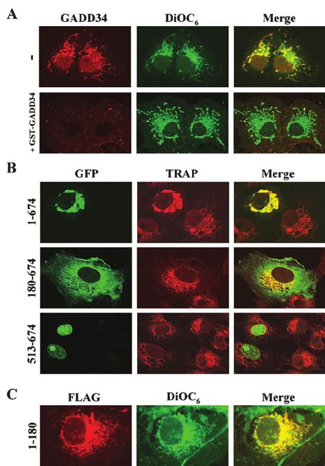 Subcellular localization of GADD34 in COS-7 cells. (A) COS-7 cells were ...