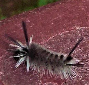 Hickory Tussock Moth Caterpillar – Harvard Conservation Trust