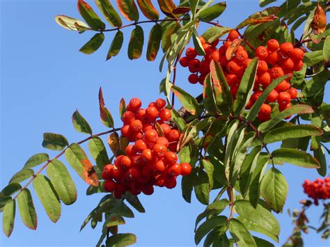 Vogelbeere - Sorbus aucuparia - Naturfakten