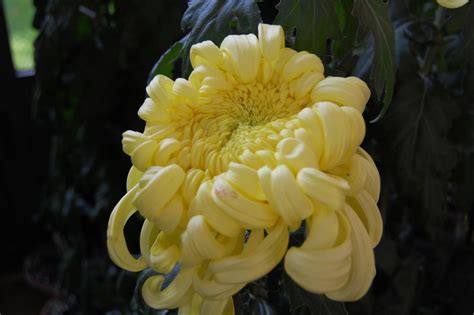 How To Grow Chrysanthemums For Fall Color Dengarden