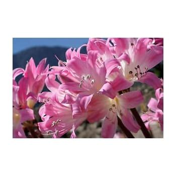 Amazon Pink Belladonna Lily Naked Lady Amaryllis Bulb Root