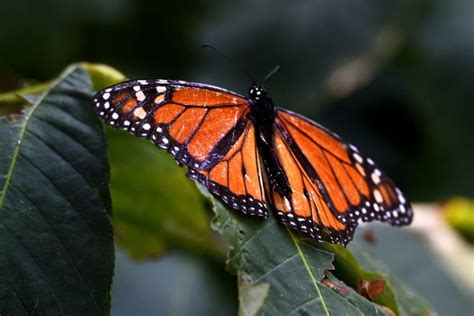 Heres The Local Butterfly That Mimics The Monarch