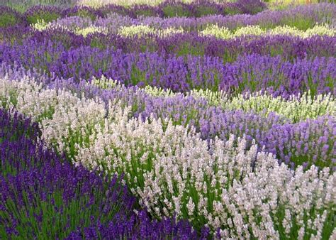 Все о периоде цветения лаванды: когда зацветают и сколько времени ...