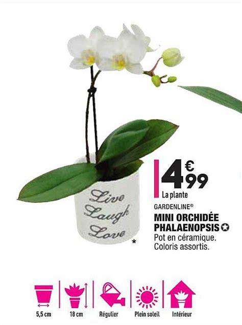 Promo Mini Orchid E Phalaenopsis Gardenline Chez Aldi Icatalogue Fr