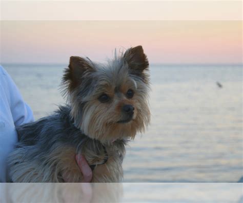 Chorkie Breed Information And Pictures On