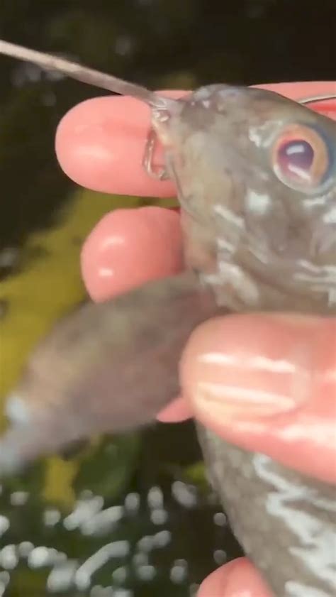 I Discovered A Monster In My Pond In Todays Video I Discovered A