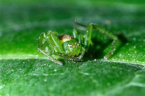 Discover The Crab Spider Animals Around The Globe