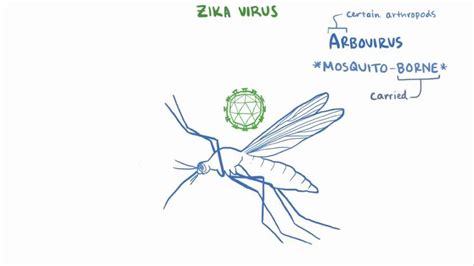 Zika Virus Video Anatomy Definition And Function Osmosis