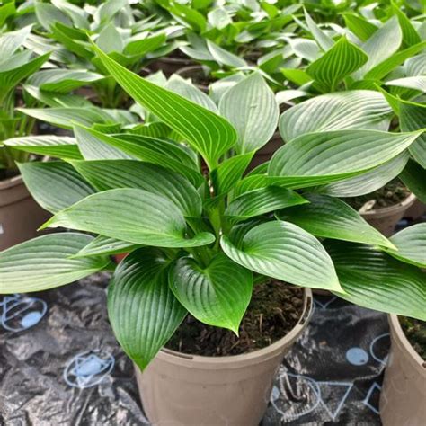 Hosta Devon Green Golden Valley Plants