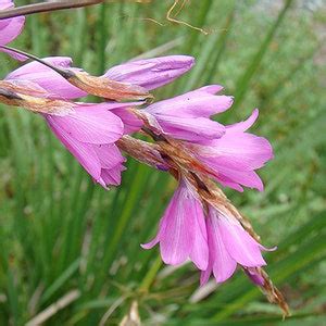 Dierama Pink Rocket Seed - Etsy