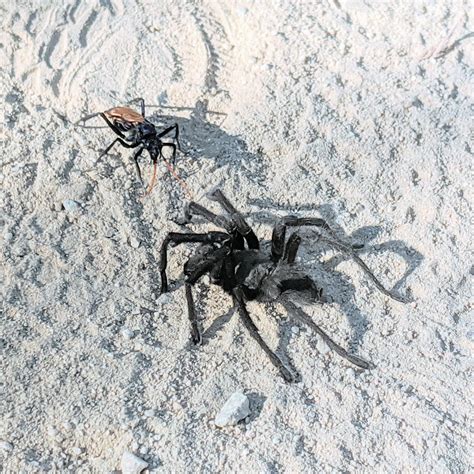 tarantula hawk grow a garden 7