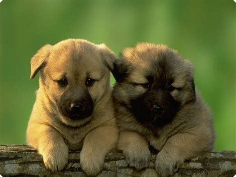 doggy dogs photo  fanpop