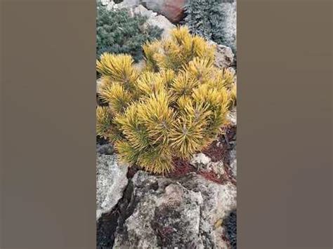 Сосна горная Карстенс Винтерголд(Pinus mugo Carstens Wintergold ...