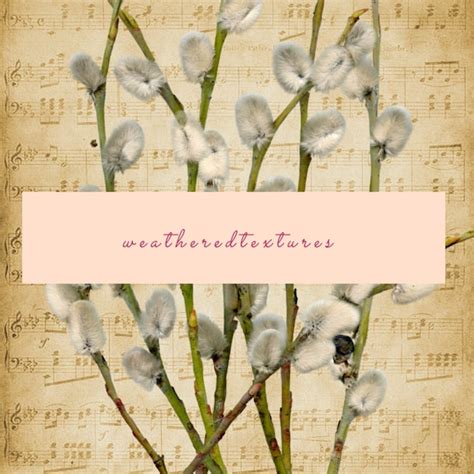 Pussy Willow Art Etsy