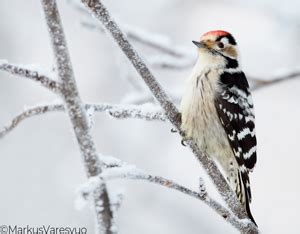 Dendrocopos Minor In Lesser Spotted Woodpecker En Us Fi