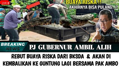 Buaya Riska Akhirnya Di Kembalikan PJ Gubernur Akmal Malik Berhasil