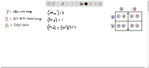 Sex Chromosomes In Humans The Sex Of An Individual Is Determined By Inherited Sex