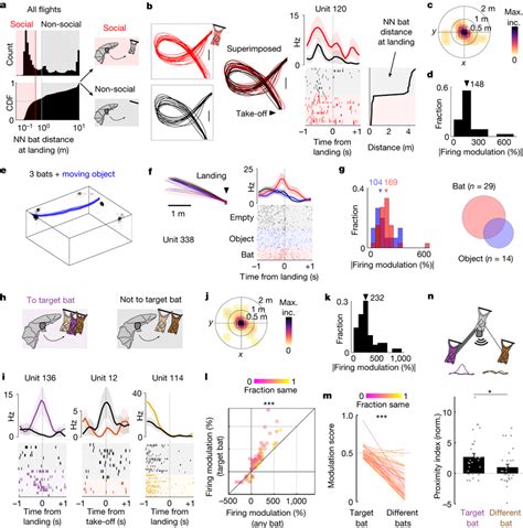 Hippocampal activity is modulated by the social nature of flights a ...