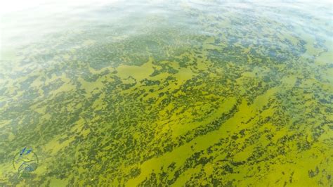 Водоросли Черного Моря Фото — Фото