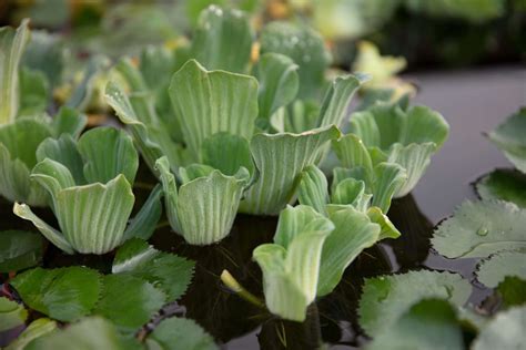 Lincspplants Water Lettuce Pistia Stratiotes Dwarf Mini Live