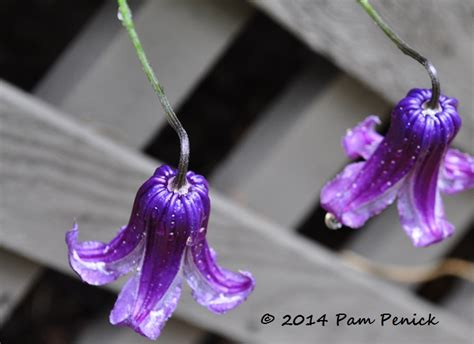 Rooguchi clematis nodding in the rain | Digging