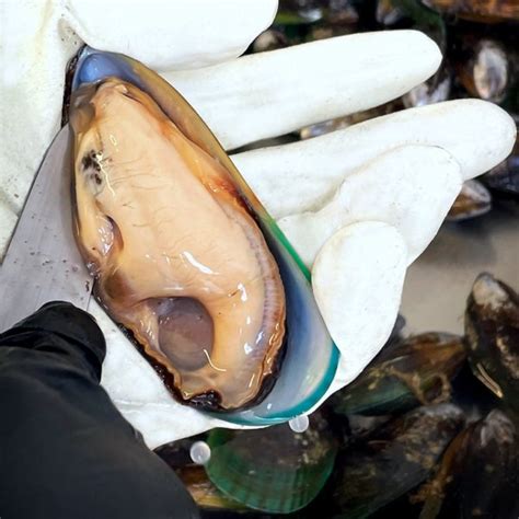 Mussel Meat Mills Bay Mussels