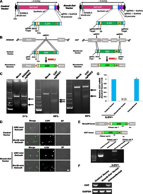 In Vivo And In Vitro Knockout System Labelled Using Fluorescent Protein