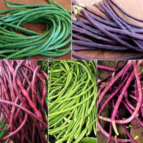 TomorrowSeeds 5 Colors Mix Yard Long Bean Seeds 30 Count Packet